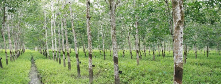 rubber production