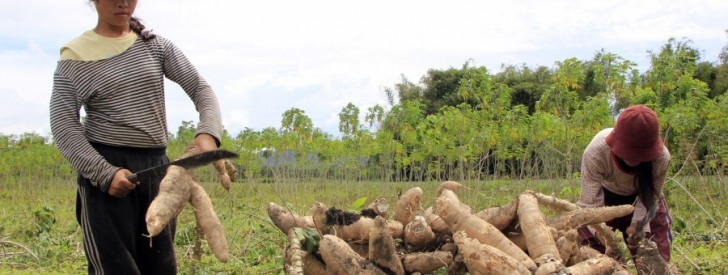cassava harvest