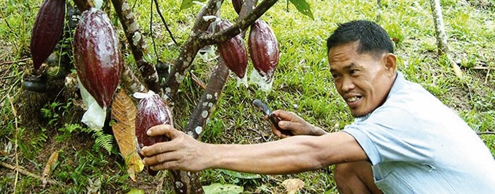 cacao man