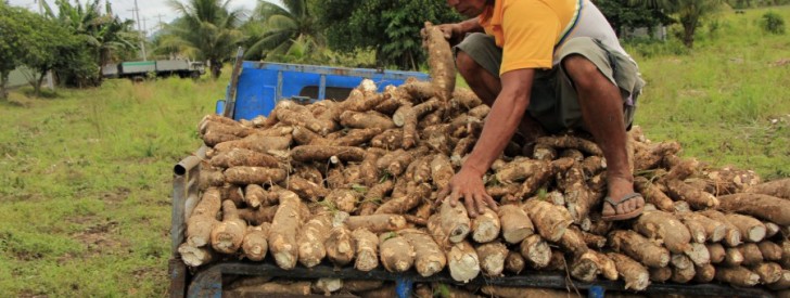 cassava harvest