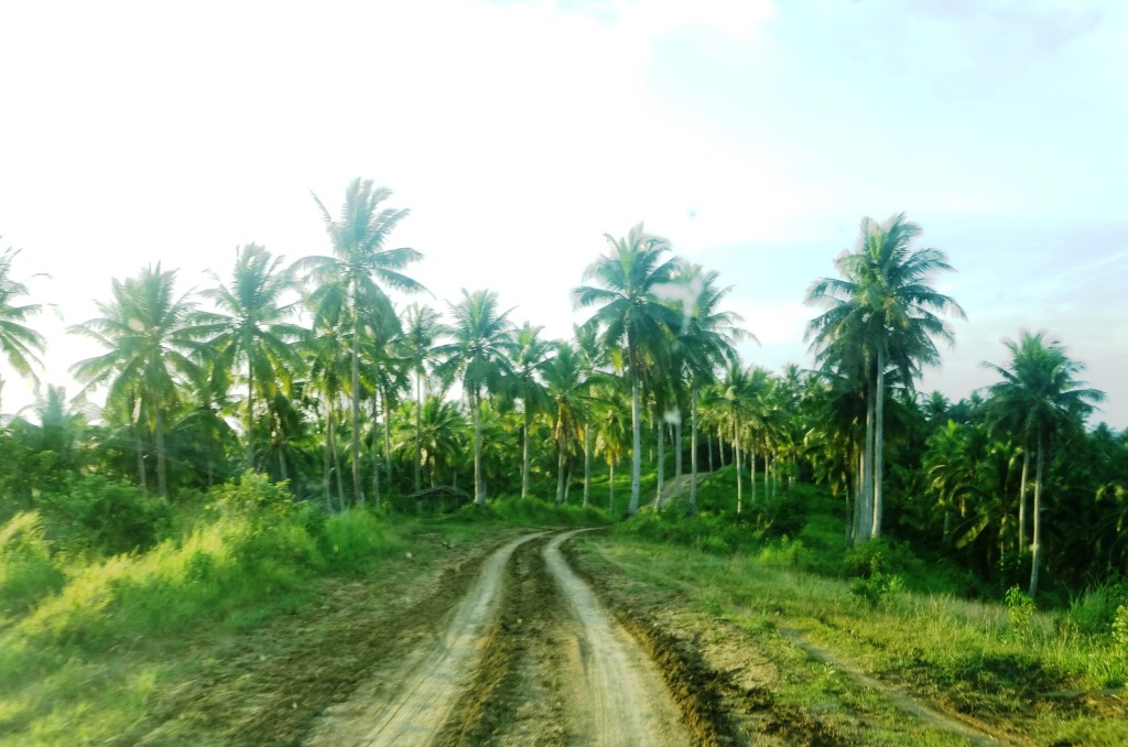 The Upgrading of the 19.33-kilometer Manangle-Caima Farm-to-Market Road (FMR) worth P131 million in Sipocot, Camarines Sur is expected to benefit 6,691 population of six barangays within the road influence area. Coconut production is the main source of income of farmers in Sipocot. (Photo by Annielyn L. Baleza, DA-PRDP RPCO V InfoACE Unit)
