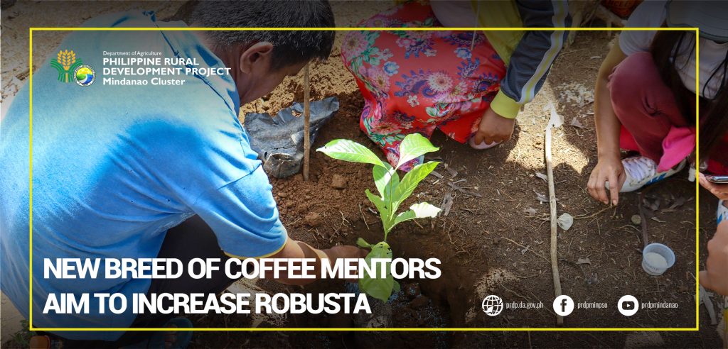 NEW BREED OF COFFEE MENTORS AIM TO INCREASE ROBUSTA PRODUCTION IN ...